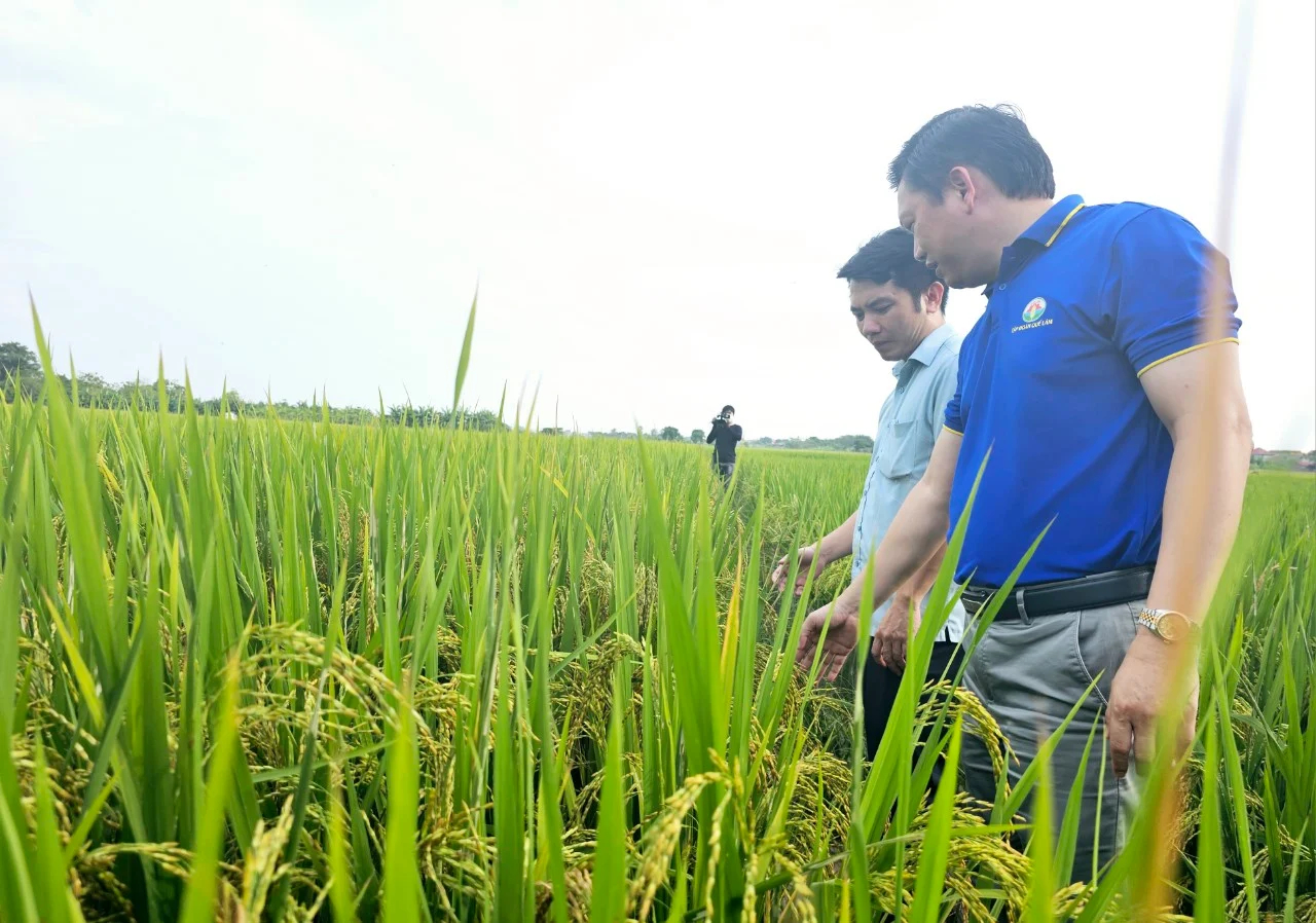Leaders of Que Lam Group and Vinh Phuc Provincial Agricultural Extension Center inspect the organic DT 39 rice production model in Tan Phong. Photo: Hoang Anh.
