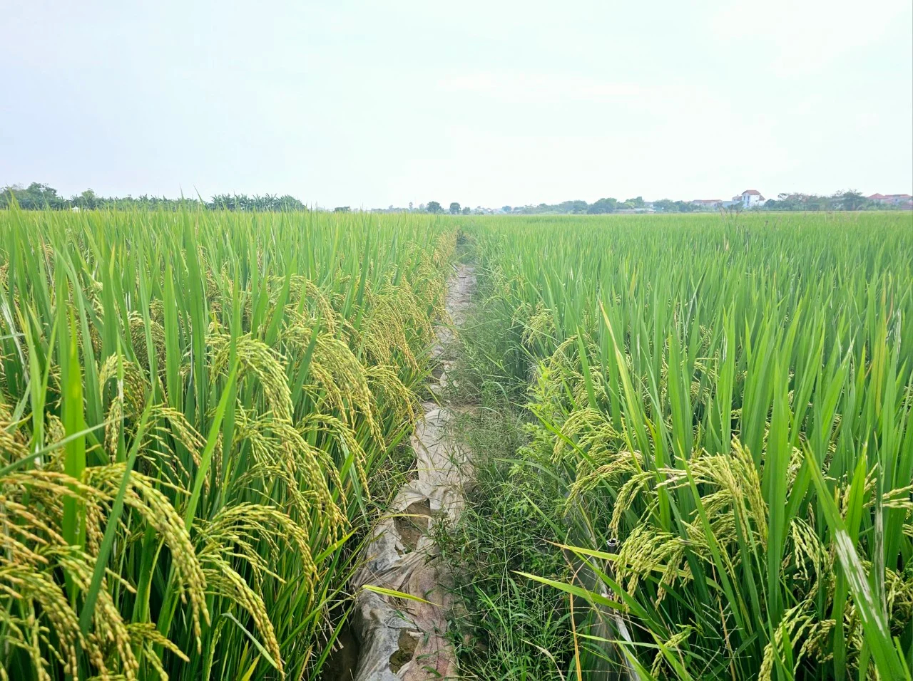 DT 39 rice cultivated using organic processes (left) outperforms traditionally cultivated rice (right). Photo: Hoang Anh.
