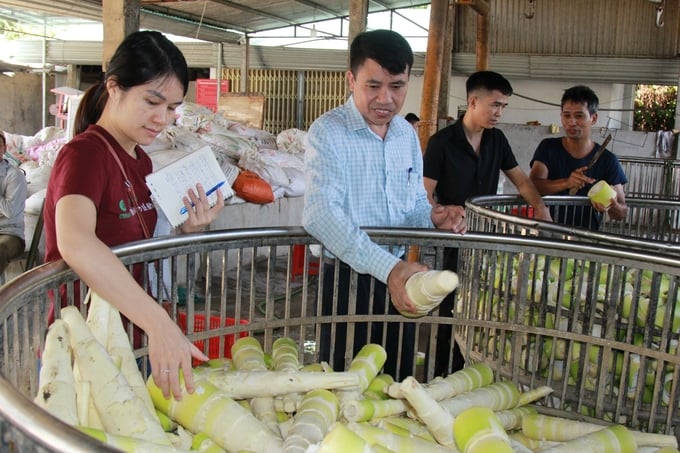 Giá măng tre Bát Độ luôn tăng ổn định nên người dân phấn khởi mở rộng diện tích. Ảnh: Thanh Tiến.