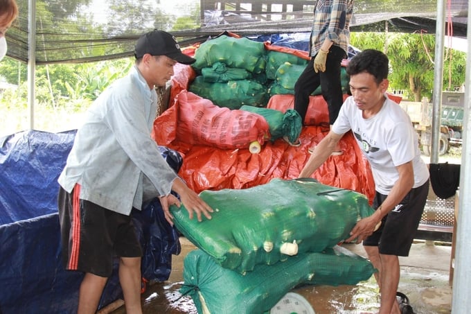 Sản phẩm măng tre Bát Độ được các doanh nghiệp, HTX thu mua với giá ổn định cho người dân. Ảnh: Thanh Tiến.