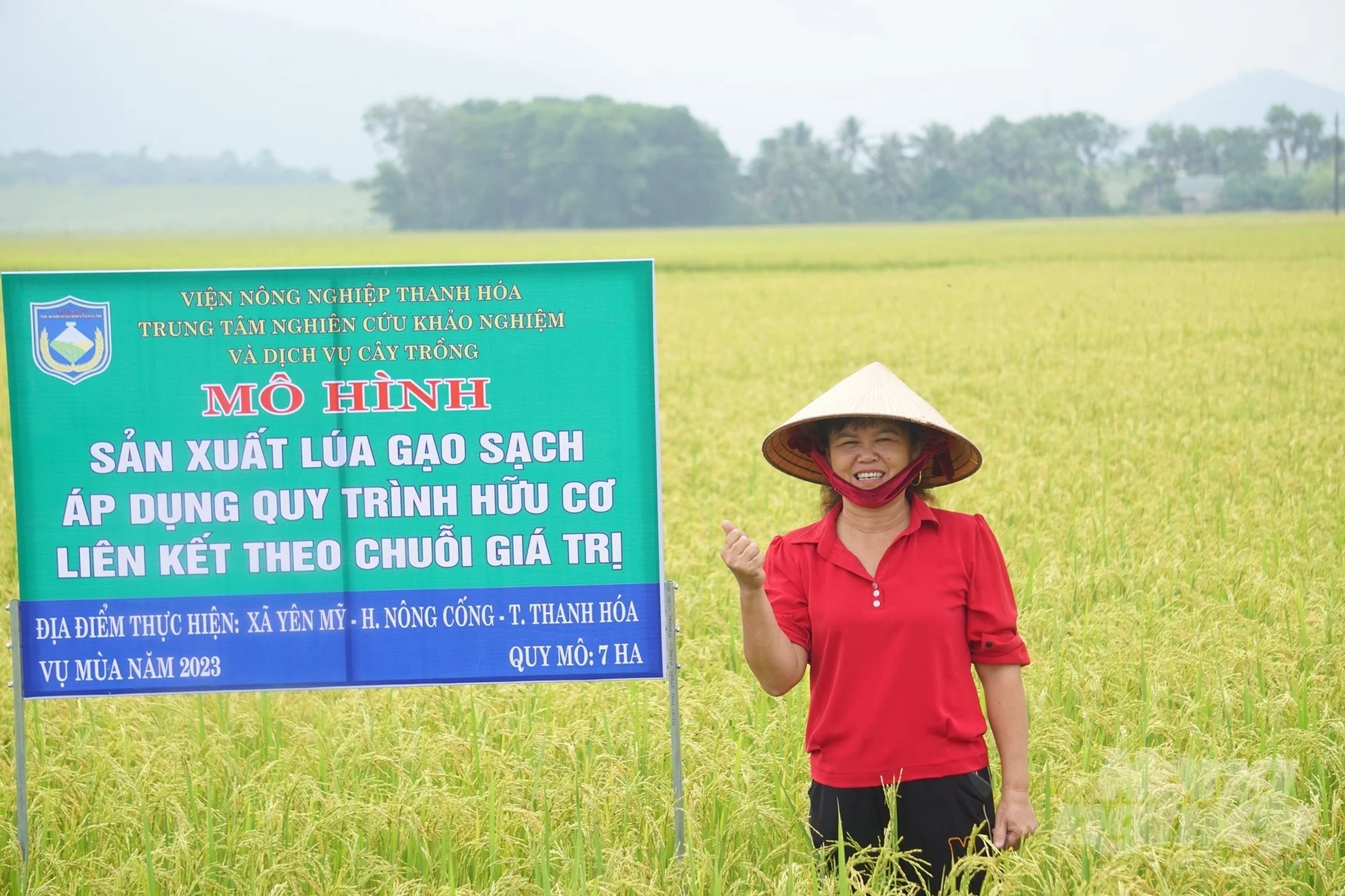 Farmers are excited because the organic rice model in Yen My commune has shown positive results. Photo: Quoc Toan.