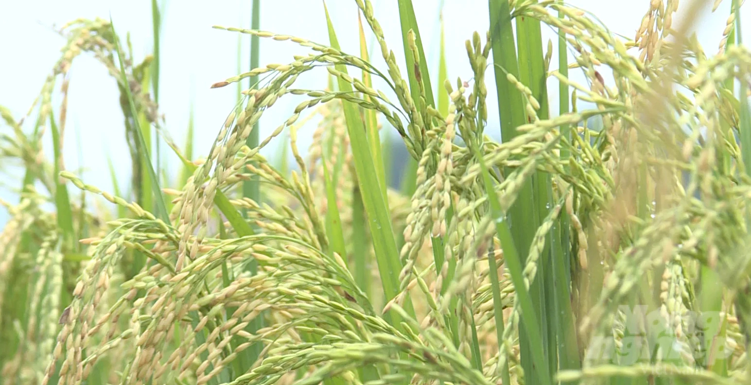 The ratio of firm grains on organically grown rice is quite high. Photo: Quoc Toan. 