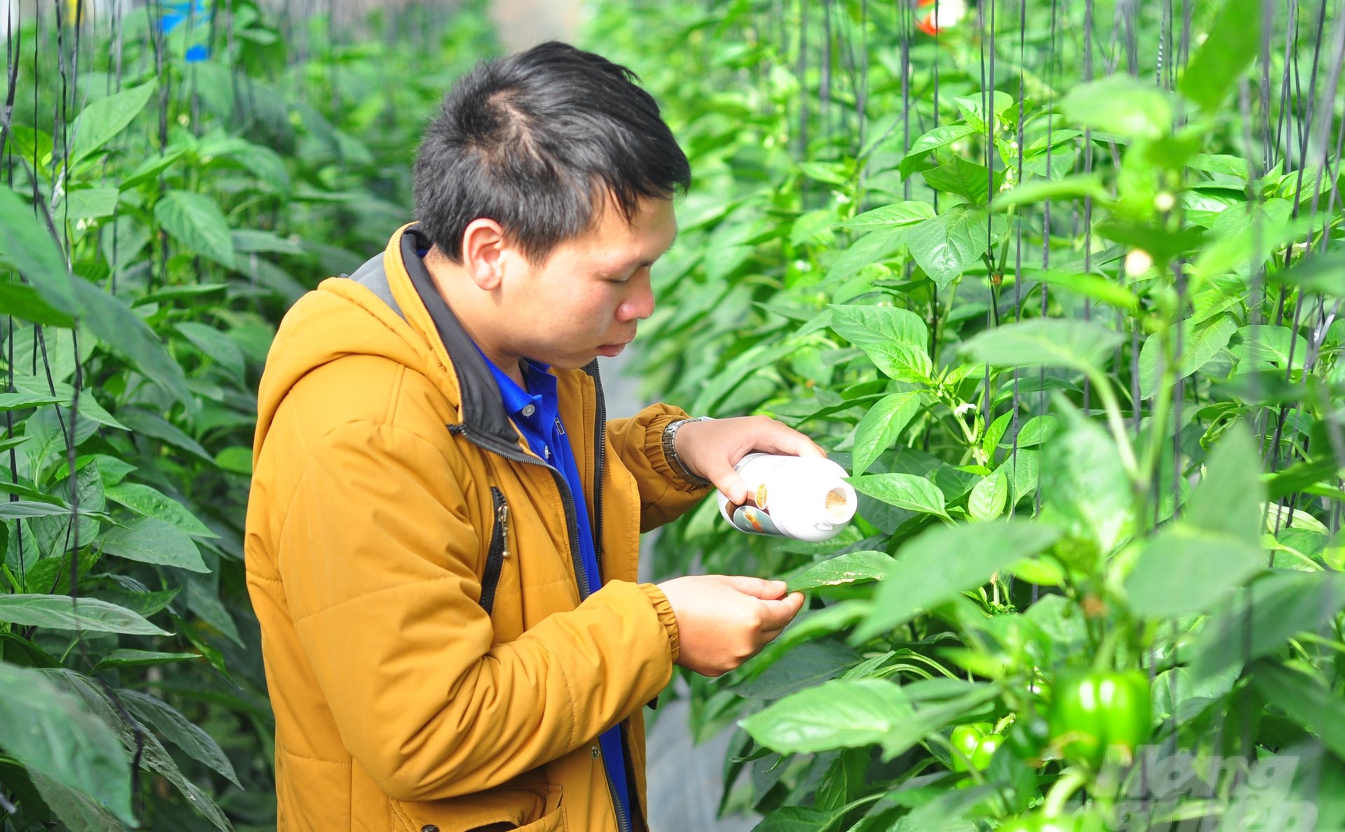 Model of using Biological pest control to protect bell peppers in Lam Dong province. Photo: Minh Hau.