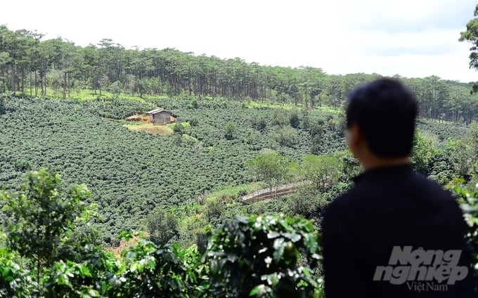 A corner of the 29-hectare organic coffee area of Cau Dat Bean Coffee. Photo: Minh Hau.