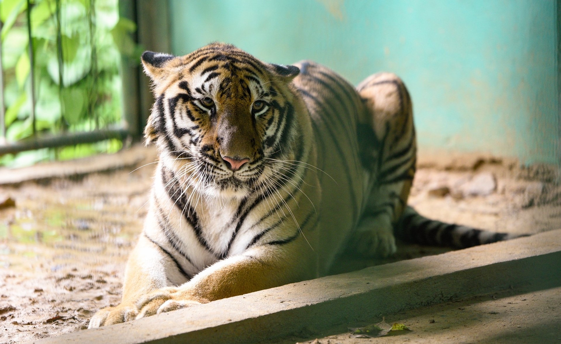 Indochinese tigers are smaller in size than Bengal tigers and Siberian tigers. Photo: Tung Dinh.