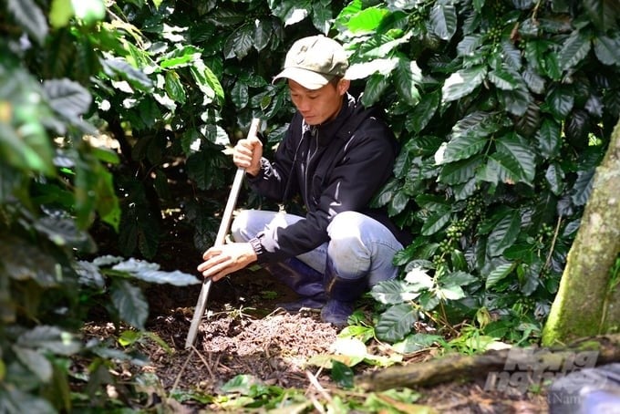 With organic processes, the soil in the coffee garden maintains moisture and is non-cohesive with many microorganisms. Photo: Minh Hau.