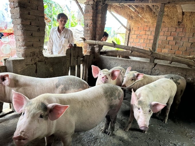 For small-scale livestock farmers, the majority of their breeding stock is purchased locally from other households. As a result, the vaccination and disease prevention measures for these animals can vary significantly among families. Photo: L.K.