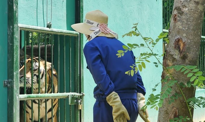 Adult male Indochinese tigers can weigh up to 250kg. Photo: Tung Dinh.