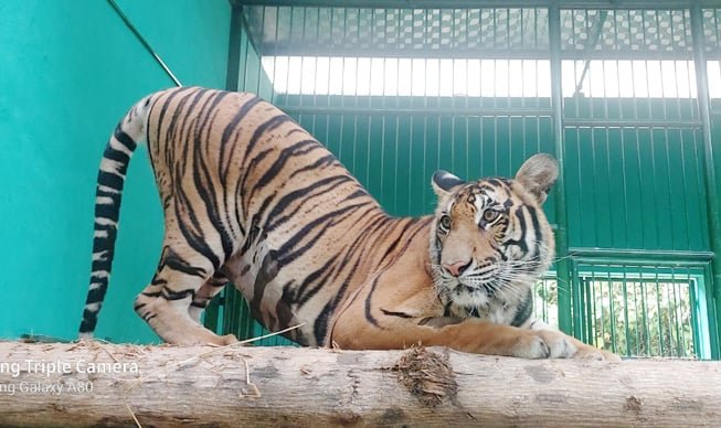 Every day, Indochinese tigers need about VND 500,000 of food. Photo: Tung Dinh.