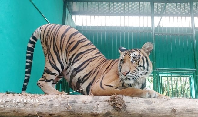 Indochinese tigers at Phong Nha-Ke Bang National Park