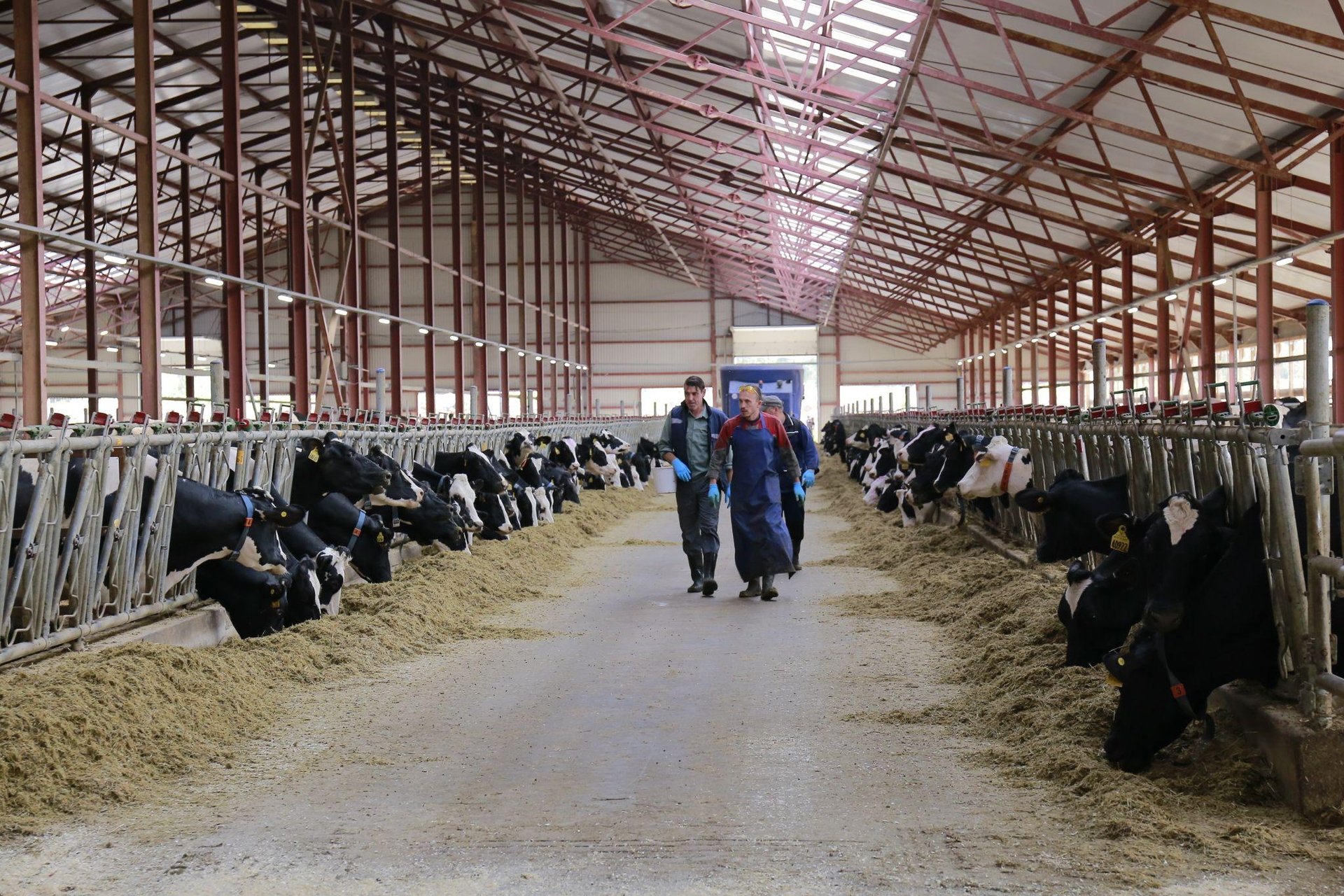 Một trong các trang trại bò sữa của Tập đoàn TH tại Liên bang Nga.
