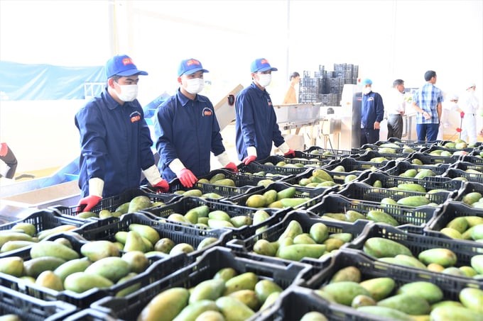 Currently, Son La is becoming a large fruit tree barn, attracting many enterprises to invest in. These enterprises are in dire need of cooperation in activities with community agricultural extension. Photo: TL.