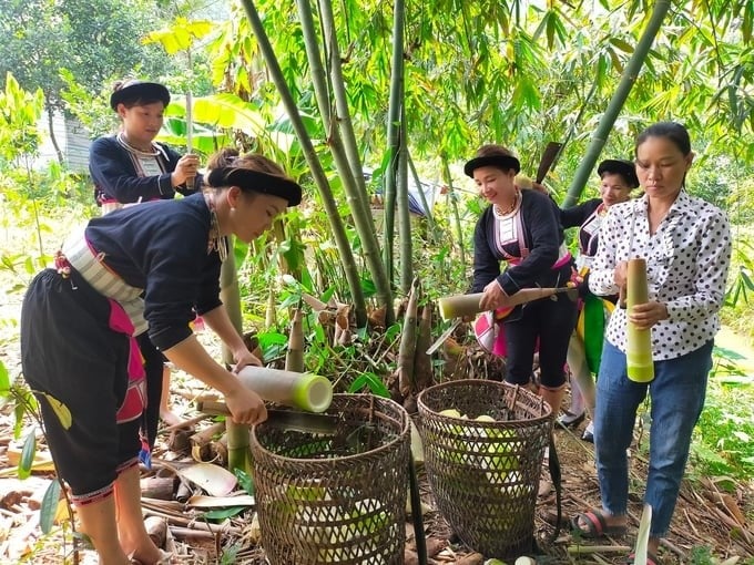 Every year, people in Kien Thanh commune (Tran Yen district) have an income of more than VND 100 billion from Bat Do bamboo shoots. Photo: Thanh Tien.