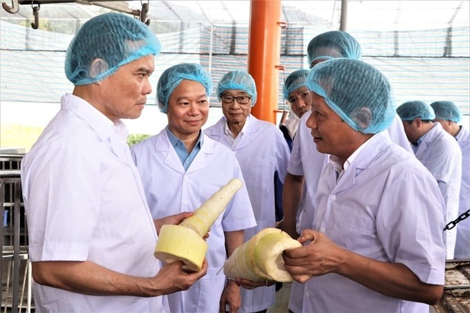 Deputy Prime Minister Tran Luu Quang visited the bamboo shoot purchasing and processing area of Yamazaky Vietnam Co., Ltd. in Tung Khanh commune, Tran Yen district, on August 10, 2023.
