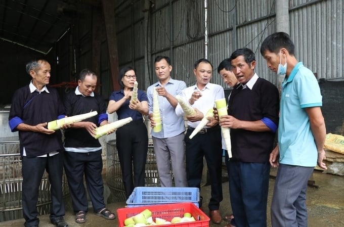 Bat Do bamboo has helped ethnic minorities in Tran Yen district rise to get rich. Photo: Thanh Tien.