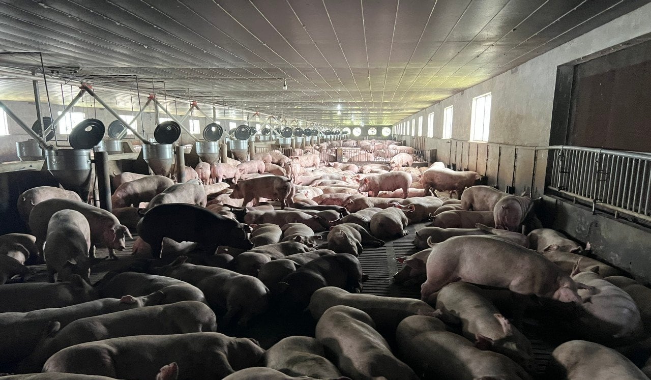 Inside the commercial pig farm of Mr. Dang Huu Duc, Head of Phuoc Sang Commune Pig Raising Cooperative Group. Photo: Tran Trung.