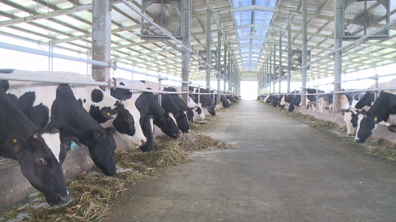 Trang trại bò sữa của Công ty cổ phần Anova Agri Bình Dương tại xã Phước Sang. Ảnh: Trần Trung.