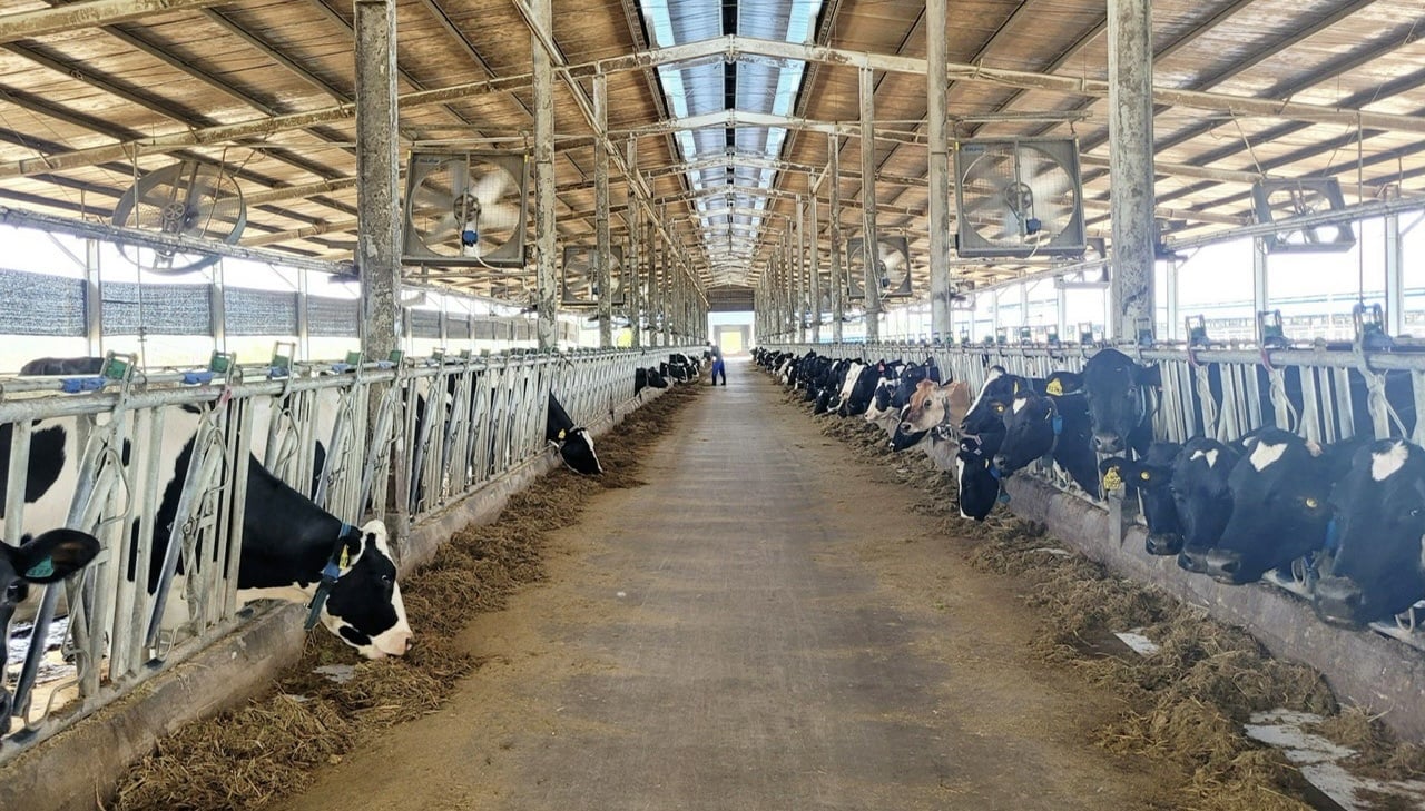 Hiện tổng đàn bò sữa của trang trại trên 1.000 con cung cấp ra thị trường 8 triệu lít sữa chất lượng cao mỗi năm. Ảnh: Trần Trung.