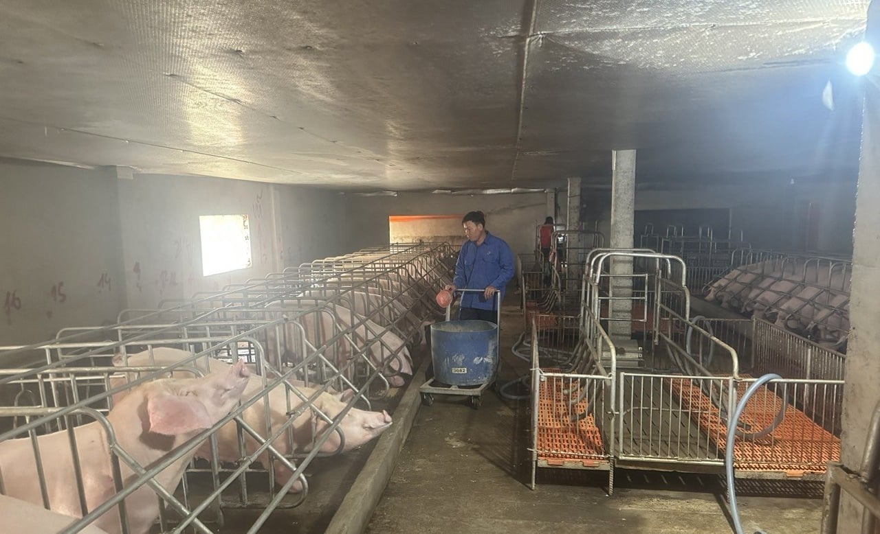The breeding area for sows is separated for convenient monitoring and care. Photo: Tran Trung.