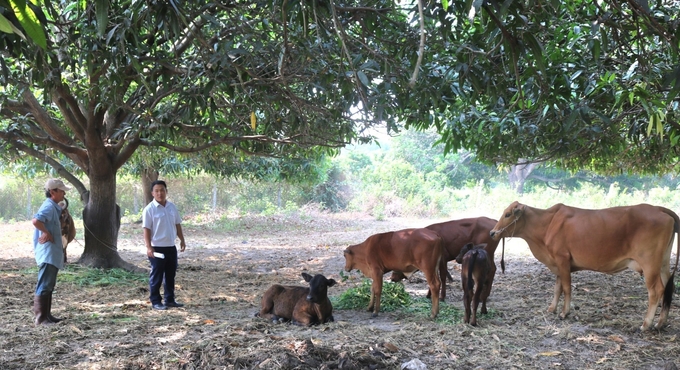 Chăn nuôi trên địa bàn tỉnh Khánh Hòa ổn định. Ảnh: KS.