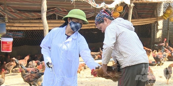 Veterinary work plays an important role and contributes to developing the livestock industry sustainably. Photo: Quoc Toan.