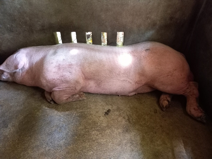 African swine fever often recurs in Quang Ngai province, especially in small farming households. Photo: L.K.