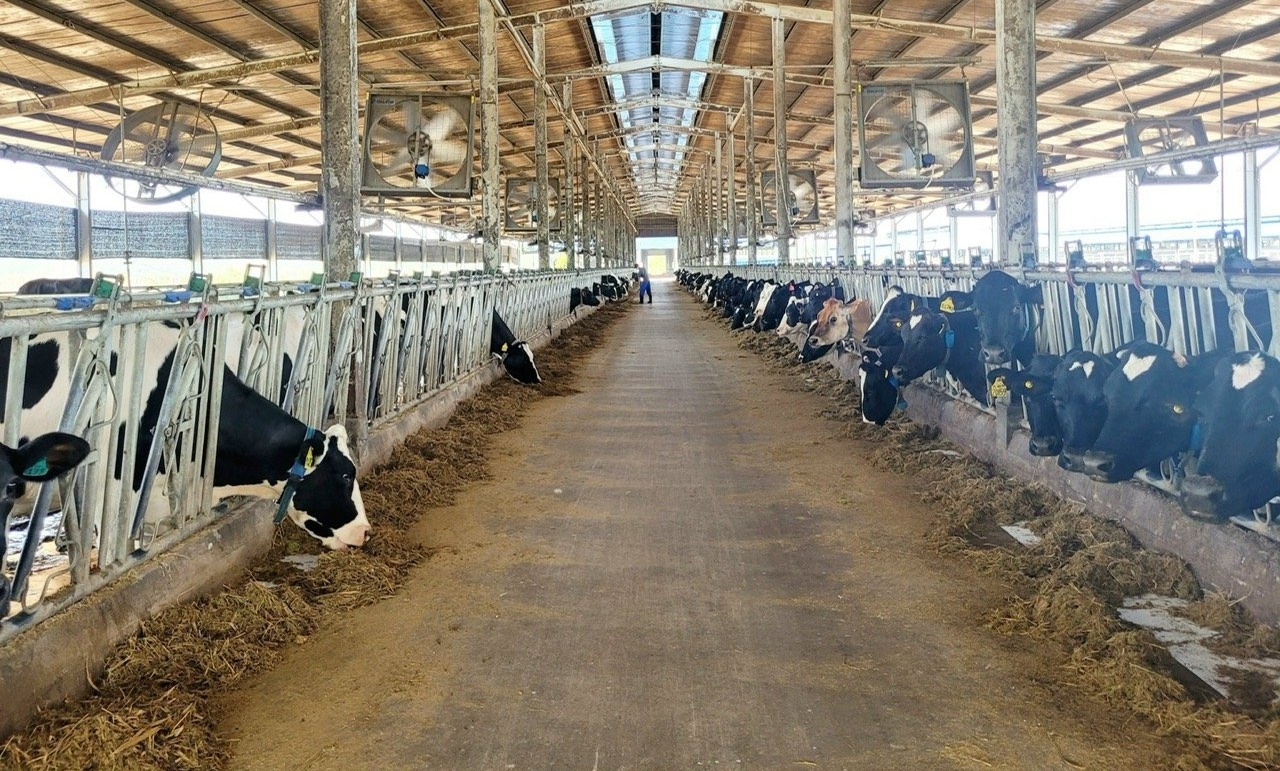 Trang trại bò sữa của Công ty Cổ phần Anova Agri Bình Dương được xem là mô hình tiên phong trong ứng dụng công nghệ cao vào lĩnh vực chăn nuôi. Ảnh: Trần Trung.