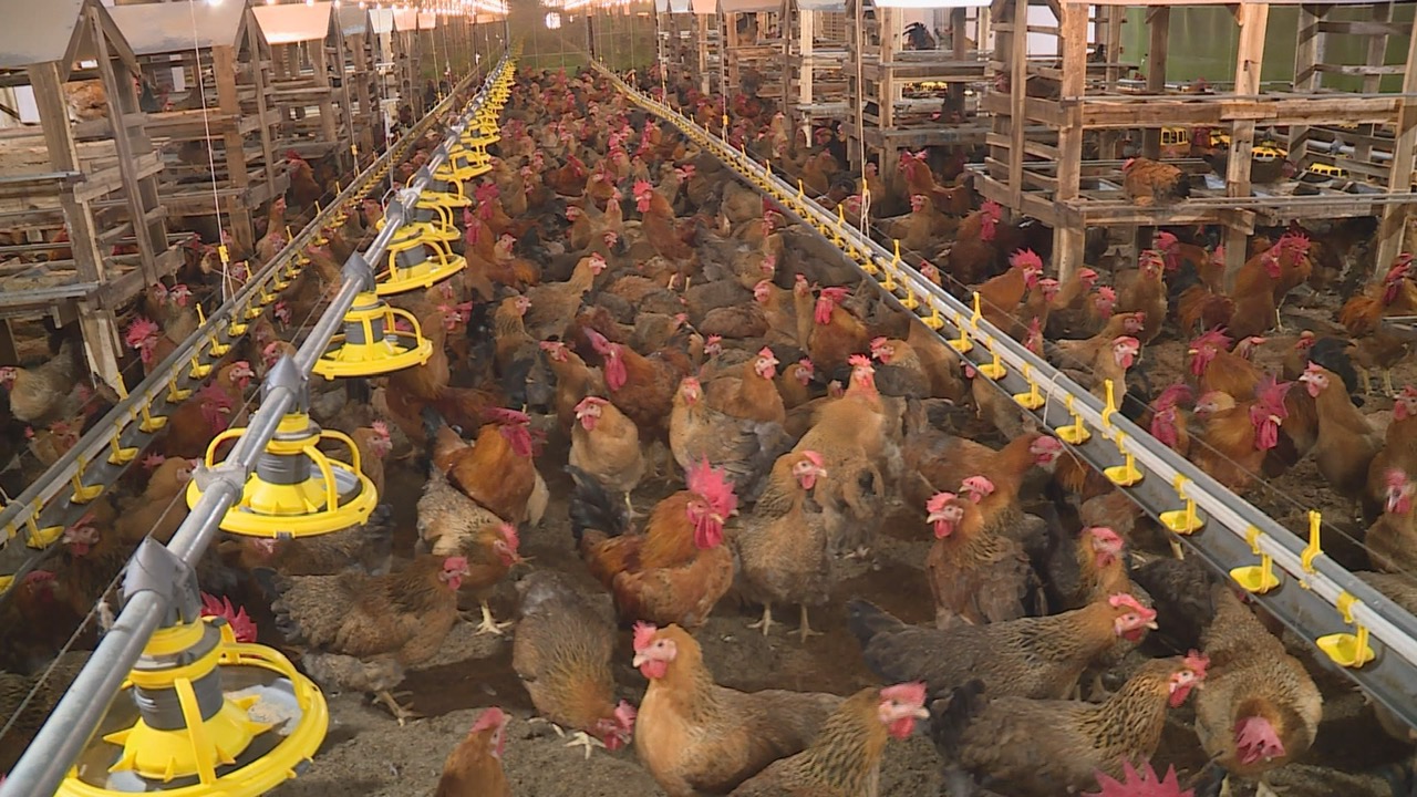 People of Phu Giao district join hands with businesses raising processed chickens. Photo: Tran Trung.