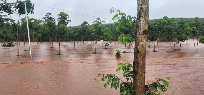 Mưa lớn gây ngập úng sâu tại nhiều vùng thấp trũng địa bàn xã Quang Minh (thị xã Chơn Thành, Bình Phước).