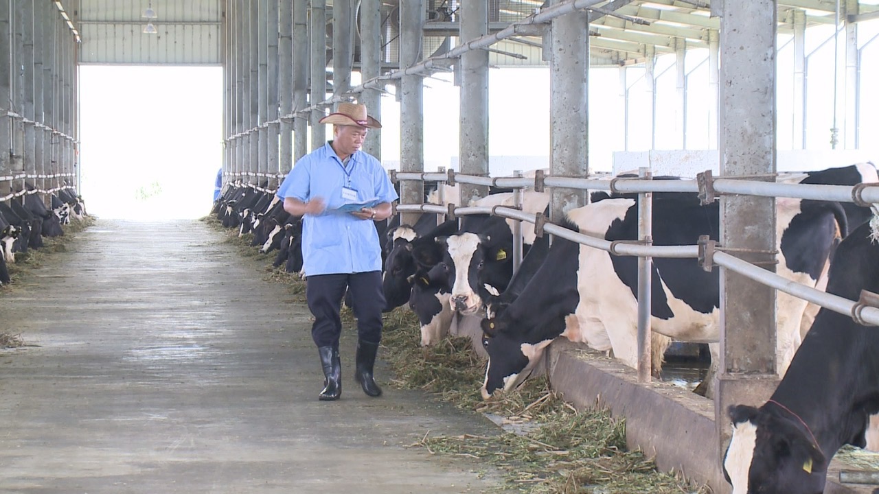 Công nghệ dinh dưỡng và kiểm soát việc cho bò ăn được áp dụng, phù hợp theo từng lứa tuổi và từng nhóm bò. Ảnh: Trần Trung.