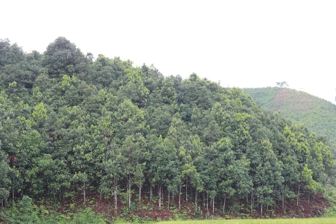 Cây quế được trồng bạt ngàn ở xã Viễn Sơn (huyện Văn Yên) - nơi được coi là đất tổ của vùng quế Yên Bái. Ảnh: Thanh Tiến.