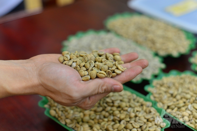 Chất lượng cà phê được GOT Coffee kiểm soát nghiêm ngặt ngay từ vùng nguyên liệu. Ảnh: Minh Hậu