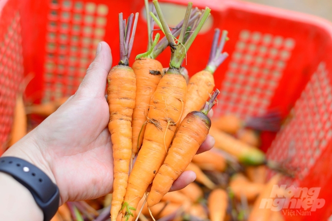 Sản phẩm cà rốt baby hữu cơ đang được Hiếu Linh Farm sản xuất, cung ứng ra thị trường. Ảnh: Minh Hậu.