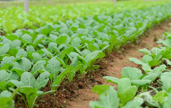 Hiện nay, Hiếu Linh Farm đã liên kết với các hộ dân, mở rộng diện tích sản xuất rau hữu cơ lên 3ha. Ảnh: Minh Hậu.