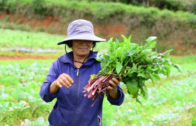 Cùng với việc sản xuất rau ăn lá, củ, quả, Hiếu Linh Farm cũng tổ chức sản xuất cây dược liệu như bồ công anh, astiso, hương thảo, tía tô để sản xuất trà và chiết xuất tinh dầu. Ảnh: Minh Hậu.