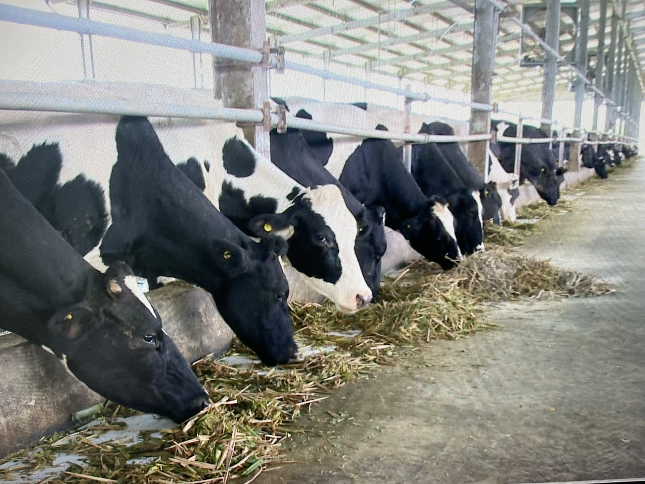 Nhờ ứng dụng công nghệ cao vào sản xuất, bò sinh trưởng phát triển ổn định, cho chất lượng sữa tốt. Ảnh: Trần Trung.
