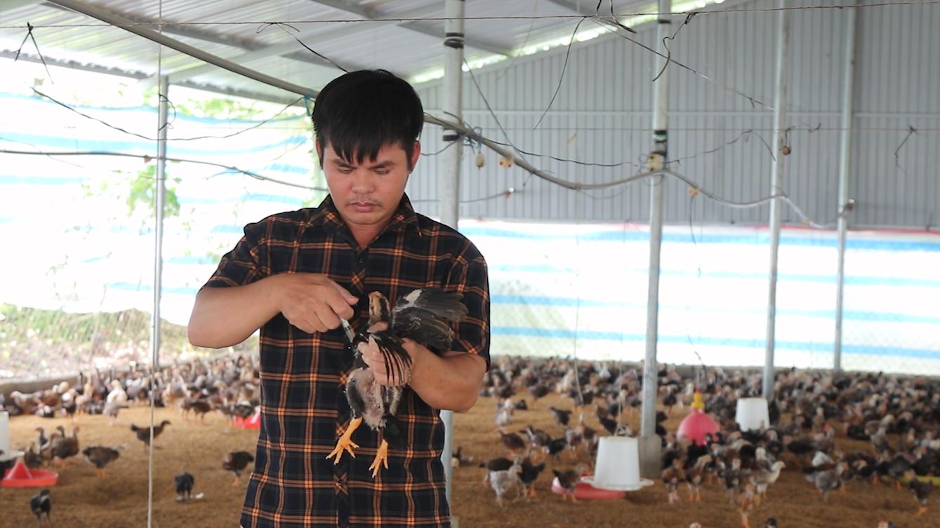 Người chăn nuôi chủ động các giải pháp phòng chống dịch bệnh cho đàn vật nuôi. Ảnh: Trần Trung.