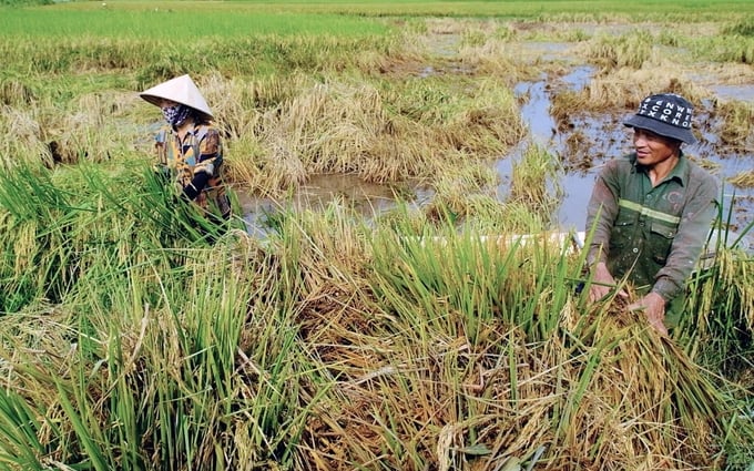Farmers are putting great efforts into repairing the damage caused by rain floods. Photo: Bao Thang.