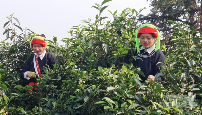 Snow Shen tea, one of Ha Giang’s signature agro-products. Photo: Dao Thanh.