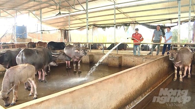 Chăn nuôi trâu, bò quy mô lớn theo hướng an toàn sinh học giúp nhiều hộ nông dân ở xã Phù Lưu, huyện Hàm Yên có nguồn thu nhập ổn định. Ảnh: Đào Thanh.