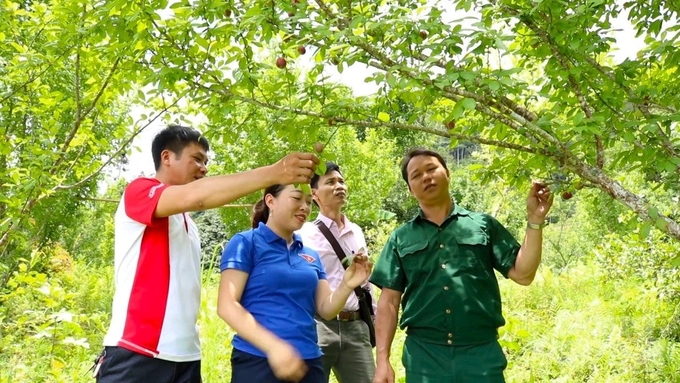 Hoang Su Phi blood plum brings high income to people in the highlands of Ha Giang. Photo: Dao Thanh.