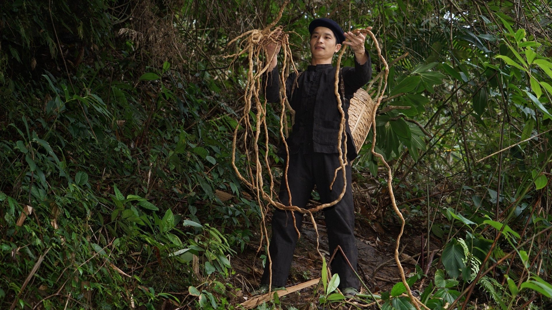 Anh Mạc Văn Minh, Chủ nhiệm HTX Dược liệu Nam dược Mạc Minh đi rừng lấy sâm làm thuốc chữa yếu sinh lý Kháu Vài Lèng.