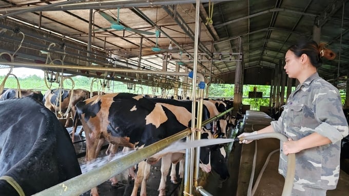 Dairy farming in Vinh Tuong. Photo: Van Viet.