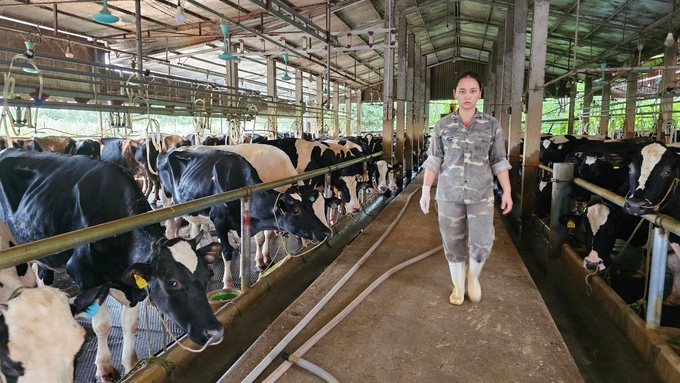 Vinh Phuc is lacking land funds to form concentrated livestock farming areas. Photo: Van Viet.