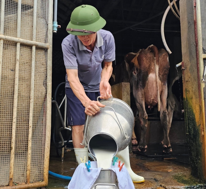 Dairy farming in Vinh Tuong brings high economic value to people. Photo: Hoang Anh.