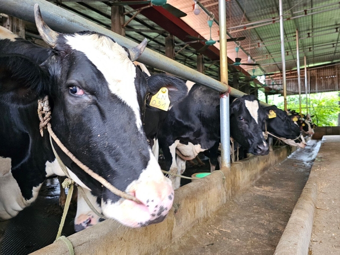 The livestock industry accounts for more than 56% of the value of Vinh Phuc's agricultural industry. Photo: Hoang Anh.