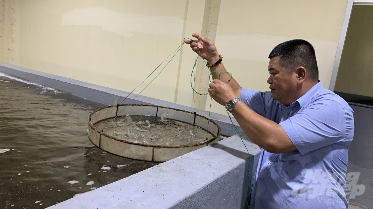 Trung tâm Nghiên cứu và Nuôi trồng Thủy sản, Trường Đại học Trà Vinh xác nhận xuất hiện bệnh mới trên tôm với tốc độ lây lan nhanh gây hiện tượng tôm chết hàng loạt. Ảnh: Hồ Thảo. 