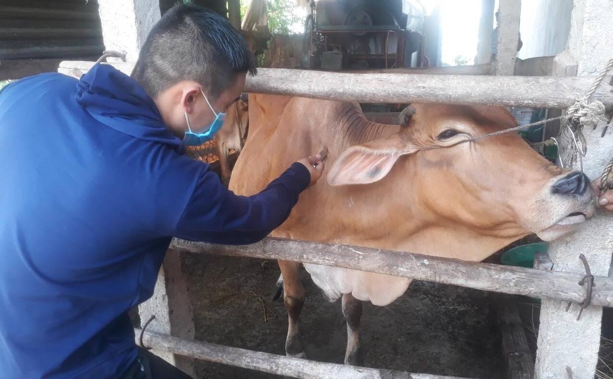 Commune veterinary staff in Phu Cat district (Binh Dinh) must work twice as hard to complete the vaccination task. Photo: V.D.T.