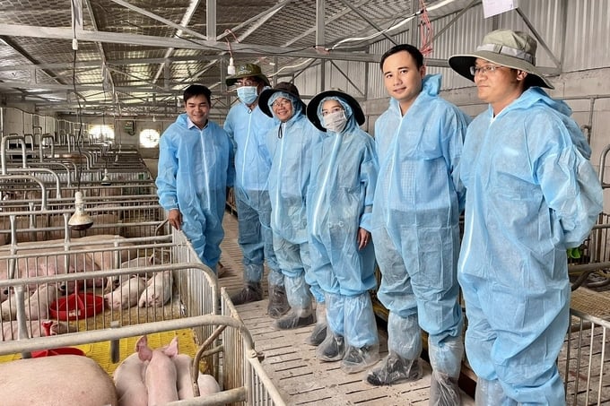 Chọn giống lợn hạt nhân bằng công nghệ di truyền, phân tích gen tại Công ty TNHH Chăn nuôi Nhật Minh. Ảnh: KS.