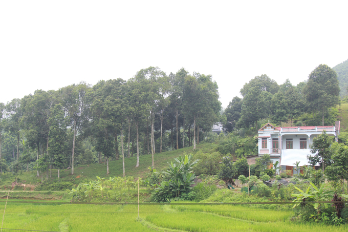 Nguồn thu nhập từ cây quế đã góp phần giảm nghèo và xây dựng nông thôn mới ở Văn Yên. Ảnh: Thanh Tiến.